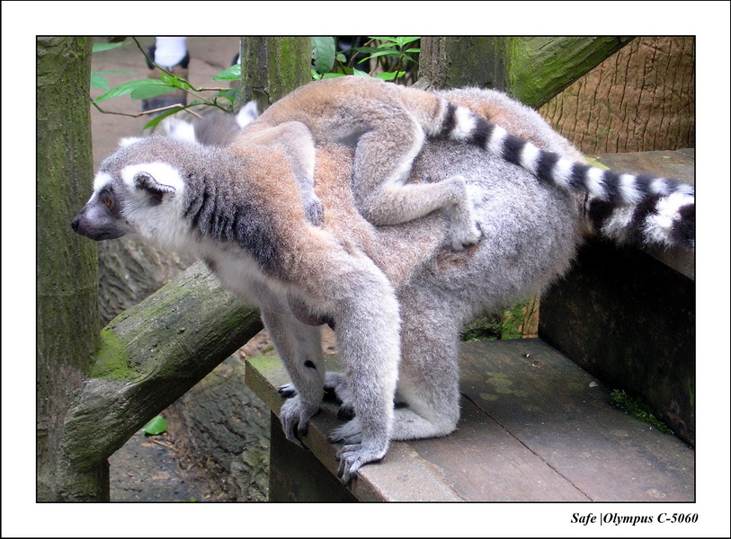 2005 - 06 - Zoo 079.JPG